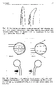 Sporangiophores - Референтен химик 21