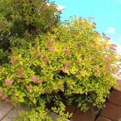 Spirea видове и сортове, снимки