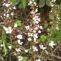 Spirea видове и сортове, снимки