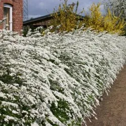 Spirea видове и сортове, снимки