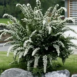 Spirea видове и сортове, снимки