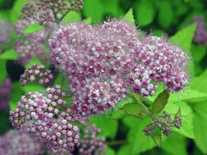 Spiraea japonica - ellátás és fajták