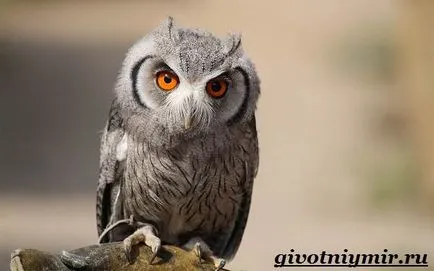 Scops Owl pasăre