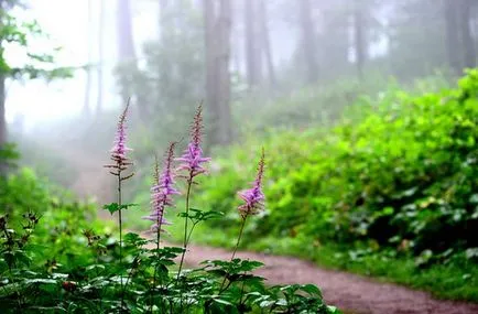 Spirea fajok és fajták, fotók