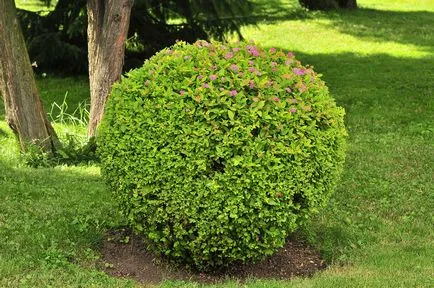 Spiraea japonica, fajták, ültetés és gondozás