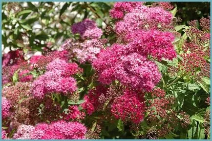 Spirea видове и сортове, снимки