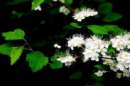 Spirea видове и сортове, снимки