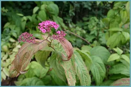 Spirea видове и сортове, снимки