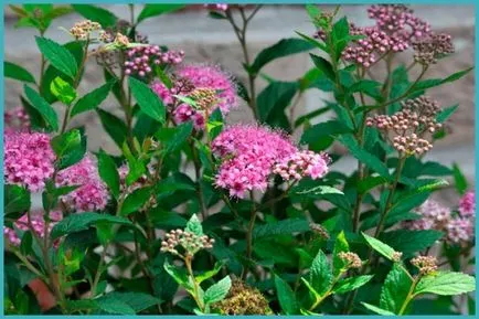 Spirea видове и сортове, снимки