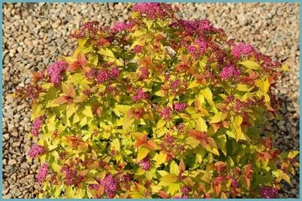 Spirea видове и сортове, снимки