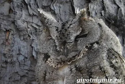 Scops Owl pasăre