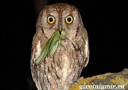 Scops Owl pasăre