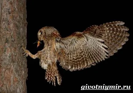 Scops Owl pasăre