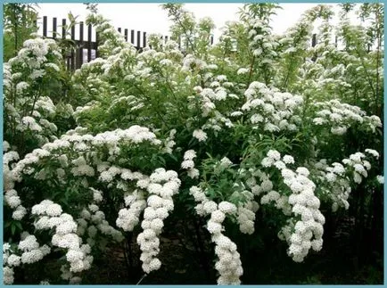 Spirea видове и сортове, снимки