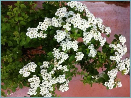 Spirea видове и сортове, снимки