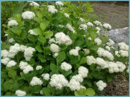 Spirea видове и сортове, снимки