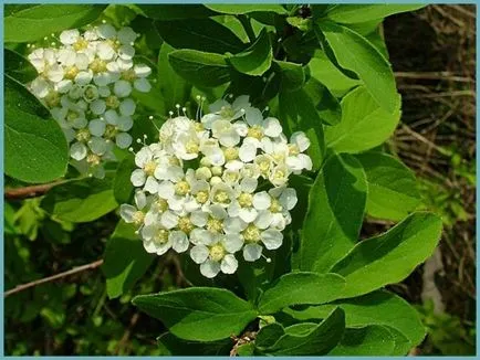 specii și varietăți Spirea, fotografii