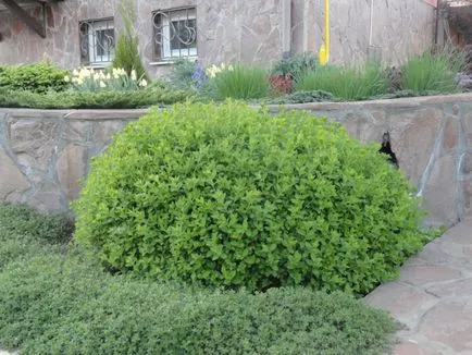 Spiraea japonica, soiuri, de plantare și îngrijire