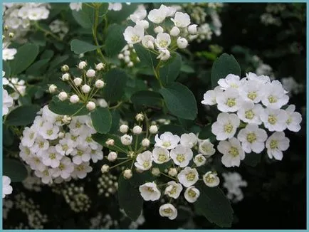 Spirea видове и сортове, снимки