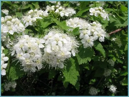 Spirea видове и сортове, снимки