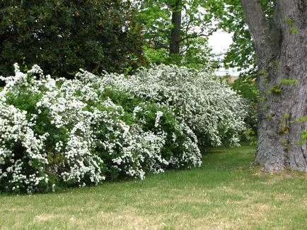 Spiraea japonica, fajták, ültetés és gondozás