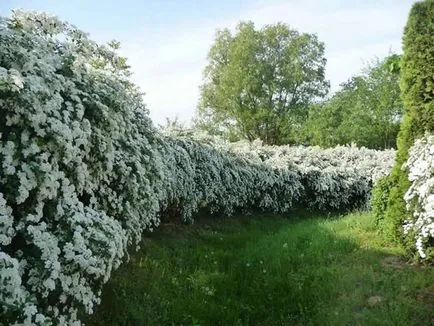 Spirea fajok és fajták, fotók