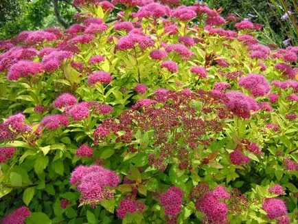 Spirea видове и сортове, снимки