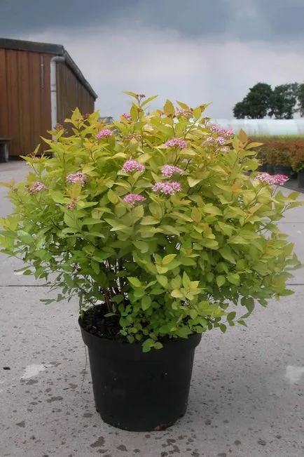 Spiraea japonica, fajták, ültetés és gondozás