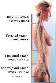 Structura coloanei vertebrale umane