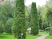 Az ára ültetés nagy fák és a Moszkva környéki