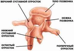 Structura coloanei vertebrale umane