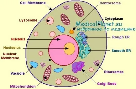 A szerkezet, a nucleolus funkciók