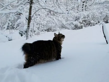 Стихове за котки