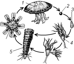 Scyphomedusae Aurelia, tsianeya, Rhizostoma