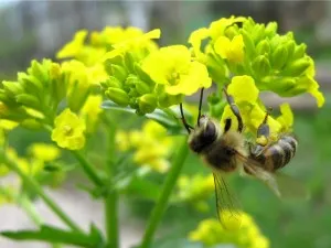 creson de iarnă pentru bărbați - creșterea naturală a potenței