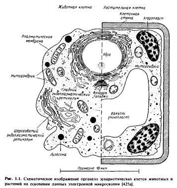 Структурата и съставът на биологични мембрани - биология