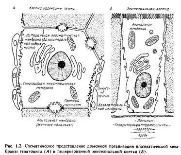 A szerkezete és összetétele a biológiai membránok - Biológia