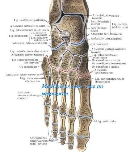 articulațiilor piciorului