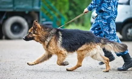 Тактики използването на кучета