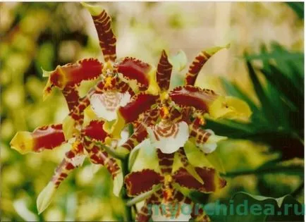 Tiger orchidea fotó, idősek otthonában