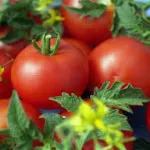 Tomate în Urali de sud