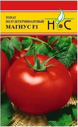 Tomate Magnus comentarii f1, fotografii și cultivarea de tomate