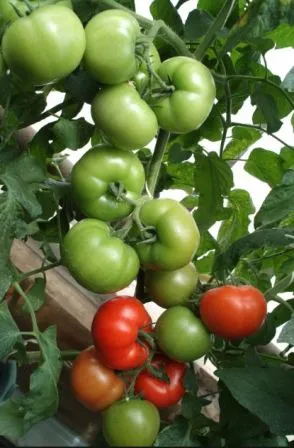 Tomate Magnus comentarii f1, fotografii și cultivarea de tomate