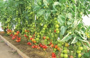 Tomate în Urali de sud
