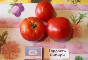 Tomate - mândrie descriere Siberia a soiului, caracteristicile de fructe și fotografii