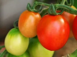 Tomate „nou venit“ caracterizarea și descrierea soiului