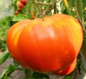 Tomate - mândrie descriere Siberia a soiului, caracteristicile de fructe și fotografii