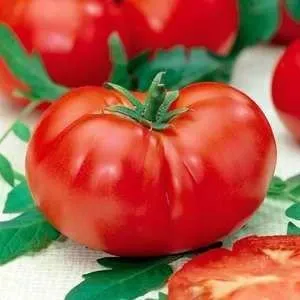 Tomate - mândrie descriere Siberia a soiului, caracteristicile de fructe și fotografii