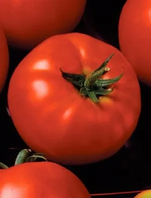 Tomate - Președinte Descriere 2 f1 și caracteristicile soiurilor, consiliere cu privire la tomate în creștere