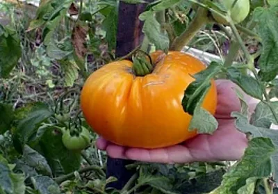 Tomate - portocaliu descriere varietate gigant, fotografii de fructe, în special randamentul de tomate